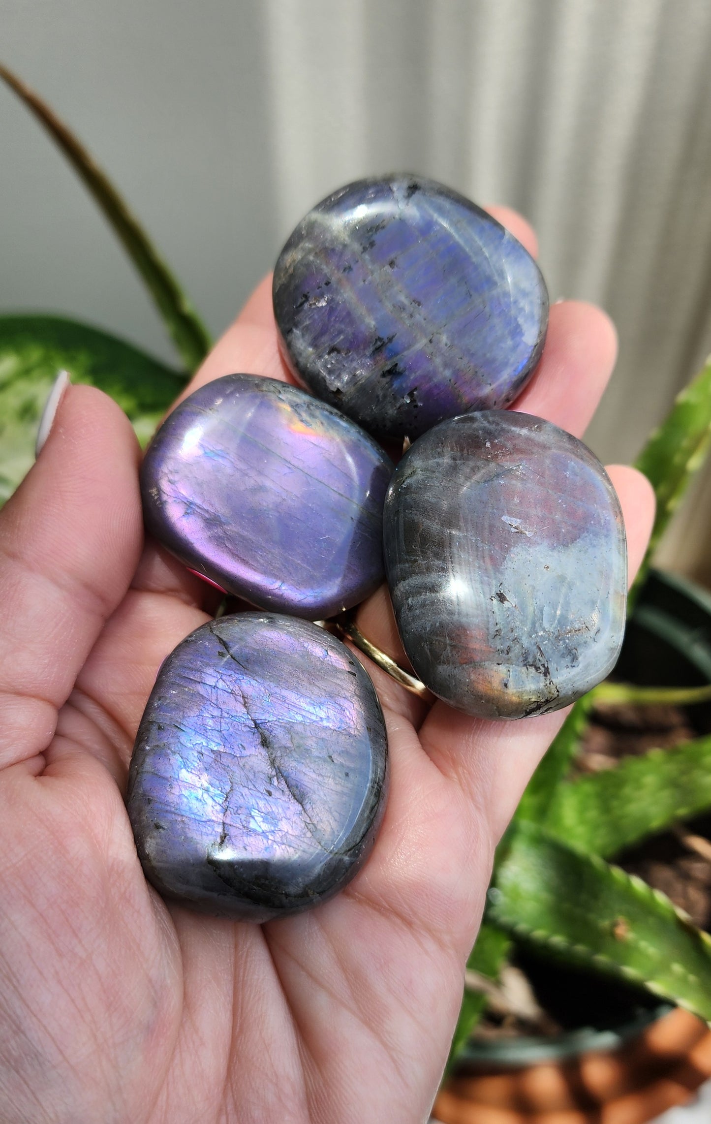 Mini labradorite bundle