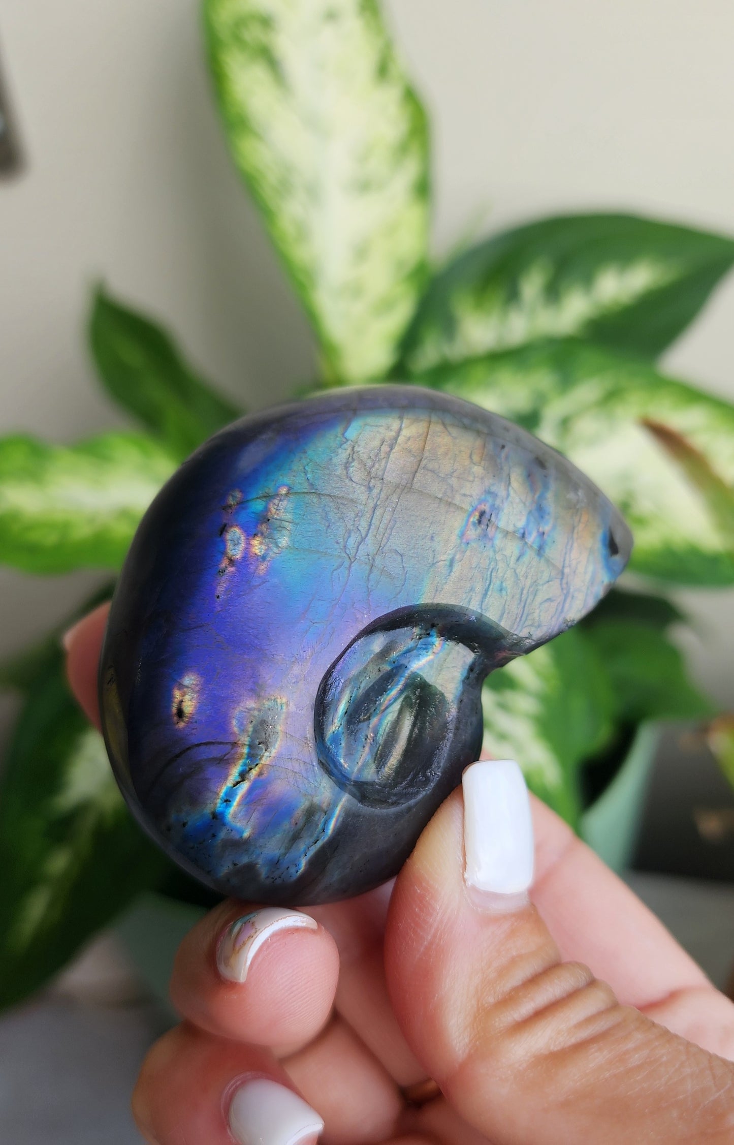 Ammonite Labradorite