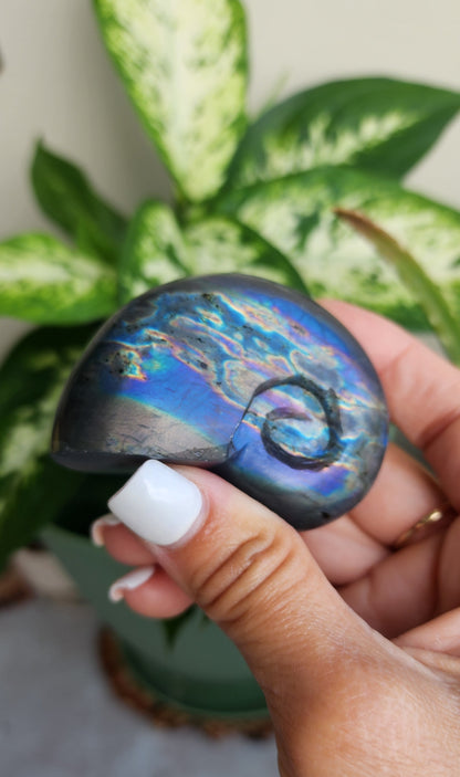 Ammonite Labradorite